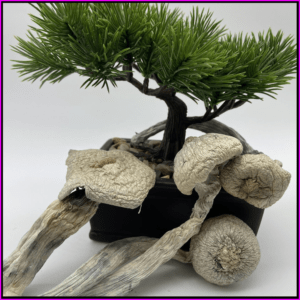 Albino PE Dry Mushroom
